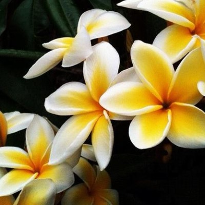 laos national flower